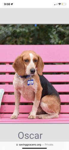 Lost Male Dog last seen Woodlyn on the Green apmts, Cary, NC 27513