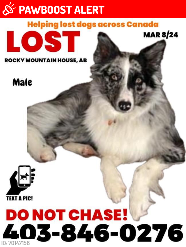 Lost Male Dog last seen 44ave , Rocky Mountain House, AB T4T 1W4