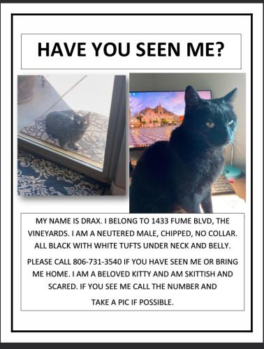 Lost Male Cat last seen The Vineyards, Fume and Merlot Streets, Amarillo, TX 79124