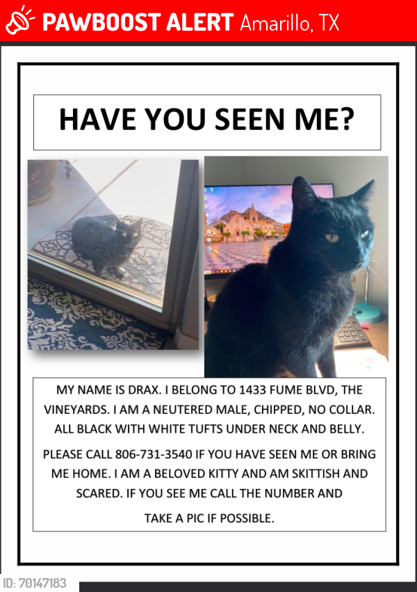 Lost Male Cat last seen The Vineyards, Fume and Merlot Streets, Amarillo, TX 79124