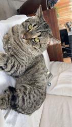Reunited Male Cat last seen Maiden grass rd nw, Albuquerque, NM 87120