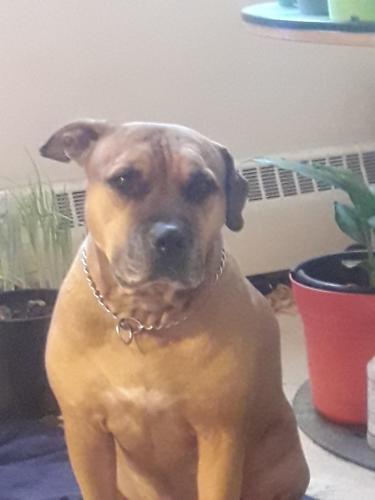 Lost Male Dog last seen Queen w and Dunn ave , Toronto, ON M6K 1S6