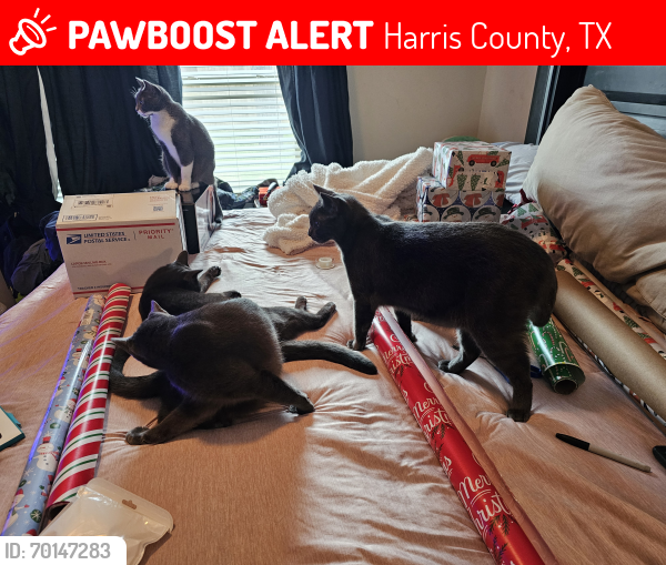 Lost Female Cat last seen Villages of Northpointe , Harris County, TX 77377