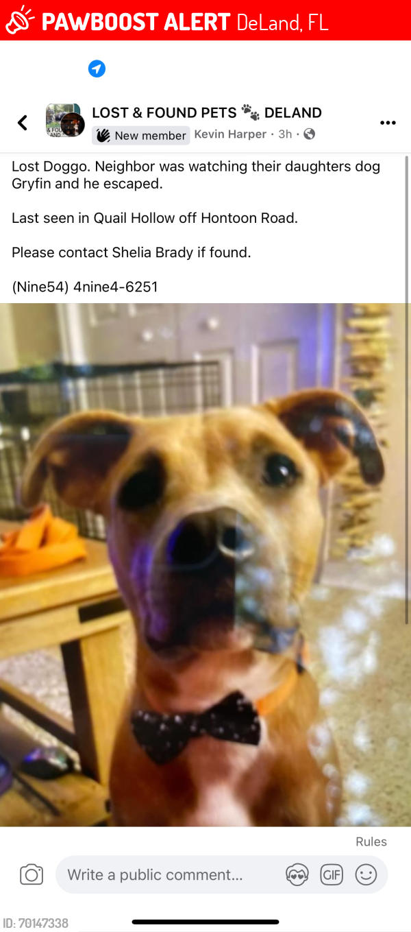 Lost Male Dog last seen Neighborhood , DeLand, FL 32720
