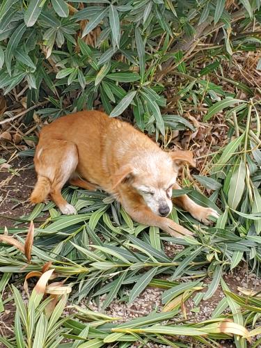 Lost Male Dog last seen Vista Montana Rd, Doña Ana County, NM 88005