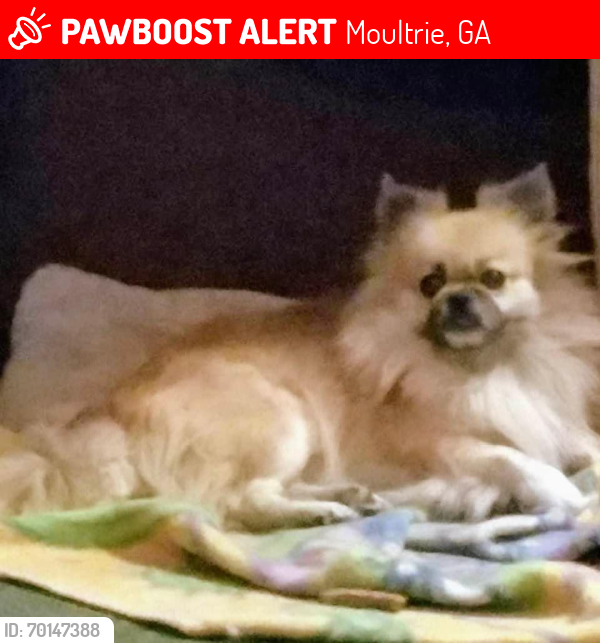 Lost Male Dog last seen Magnolia Manor Nursing Facility, Moultrie, GA 31788
