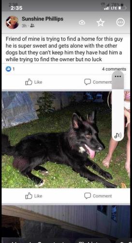 Lost Male Dog last seen Southroan st Johnson City Tennessee , Johnson City, TN 37601