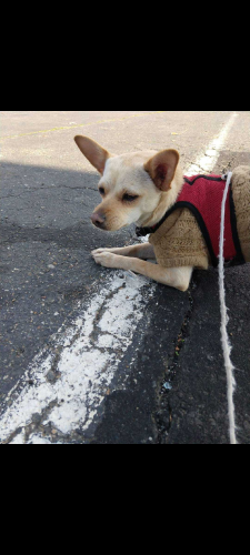 Lost Female Dog last seen Florin rd and 25th St , Sacramento, CA 95822