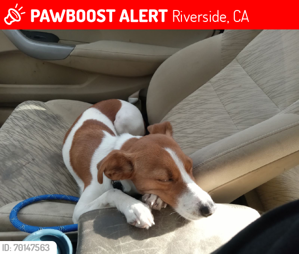 Lost Female Dog last seen Sandals church, Riverside, CA 92507