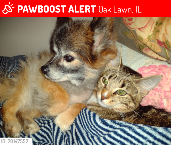 Lost Male Dog last seen 95th and southwest hwy. Near tacobell, Oak Lawn, IL 60453