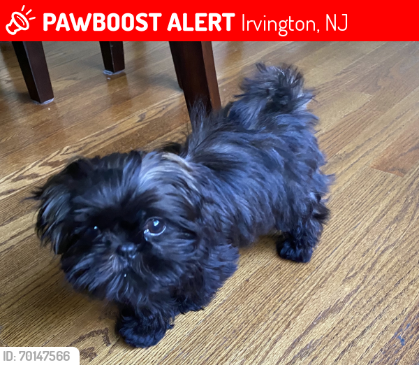 Lost Male Dog last seen Lenox ave Allen street , Irvington, NJ 07111