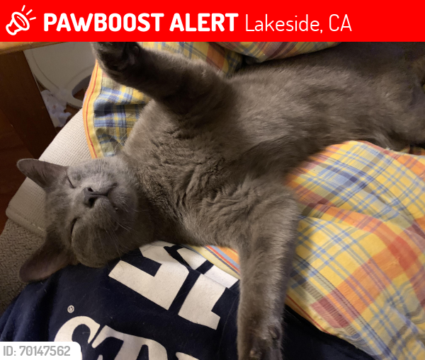 Lost Male Cat last seen Walnut, Lakeside, CA 92040