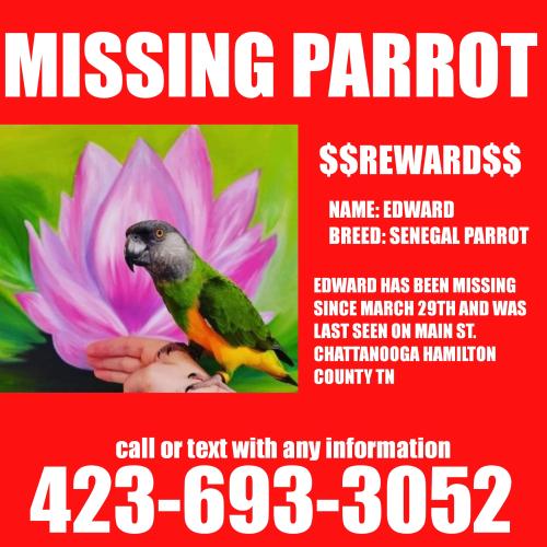 Lost Male Bird last seen East main st. , Chattanooga, TN 37404