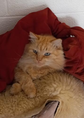 Lost Male Cat last seen 82nd place and Angus, Scottsdale, AZ 85251