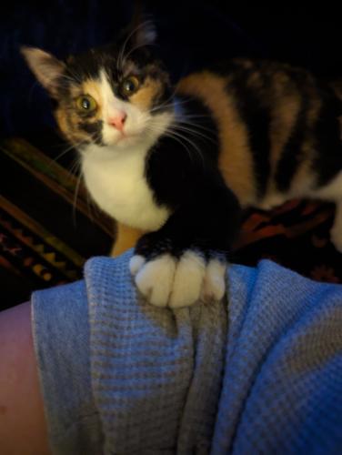 Lost Female Cat last seen S Reed and Cottage St, Joliet, IL 60436