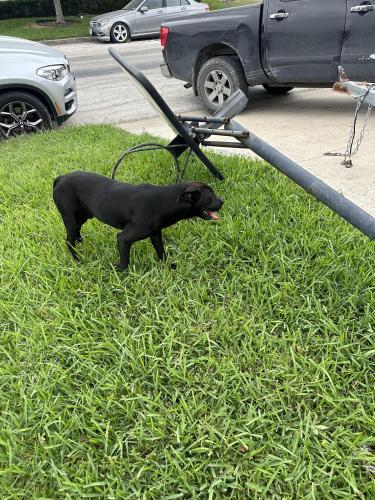 Found/Stray Male Dog last seen Juniper St. , Brownsville, TX 78526