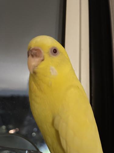 Lost Male Bird last seen Jackson heights 35 ave and 85 street , Queens, NY 11372