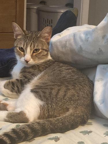 Lost Male Cat last seen Pioneer trails, 35th Ave SE and 132nd St SE, Everett, WA 98208