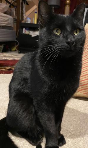 Lost Female Cat last seen Clear Stream Ave and Buscher Ave , Valley Stream, NY 11580