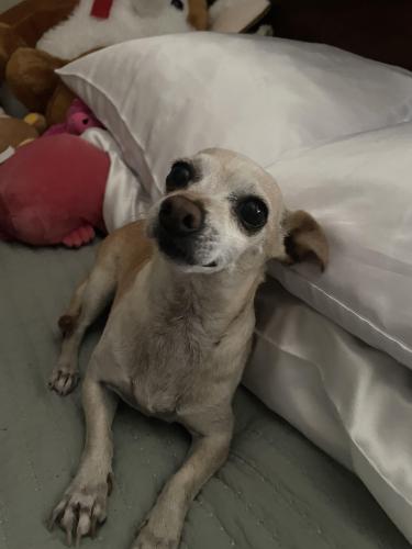 Lost Female Dog last seen eastern and oakey, Las Vegas, NV 89104
