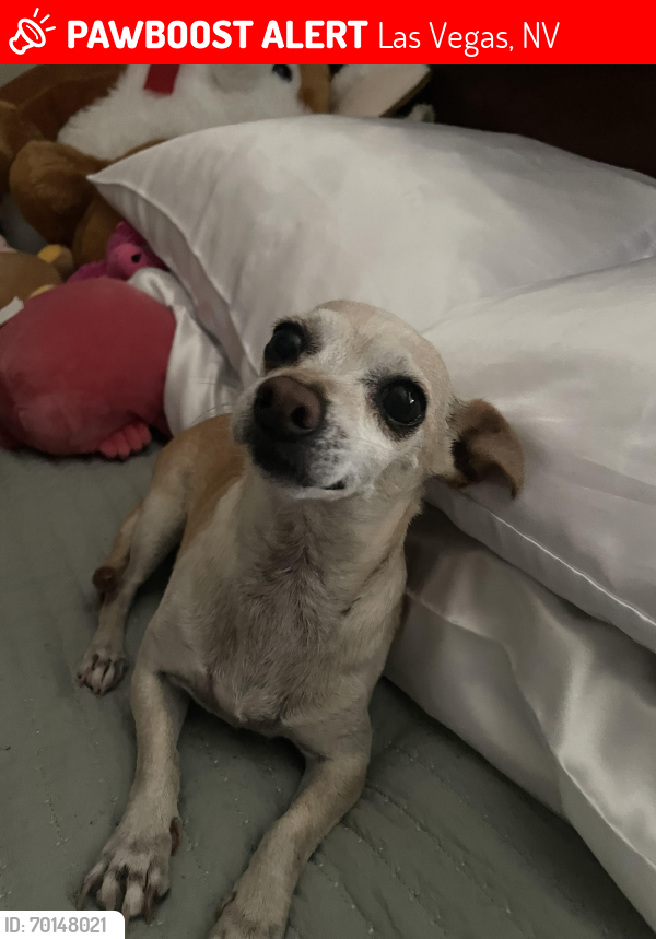 Lost Female Dog last seen eastern and oakey, Las Vegas, NV 89104