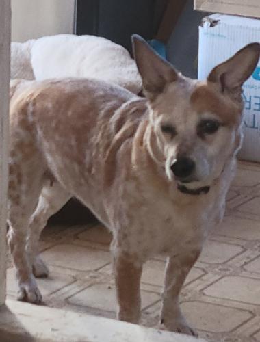 Lost Female Dog last seen Division  & Rotary Park, Lockport, IL 60441