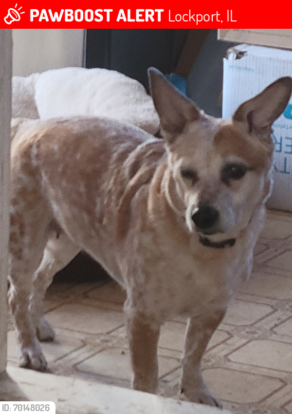 Lost Female Dog last seen Division  & Rotary Park, Lockport, IL 60441