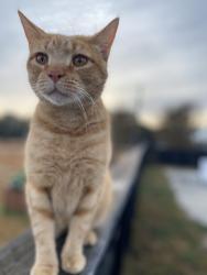 Lost Male Cat last seen Judyville road , Norway, SC 29113