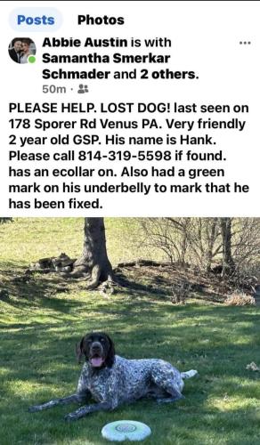 Lost Male Dog last seen Near Sporer Rd Venus PA, Venus, PA 16364