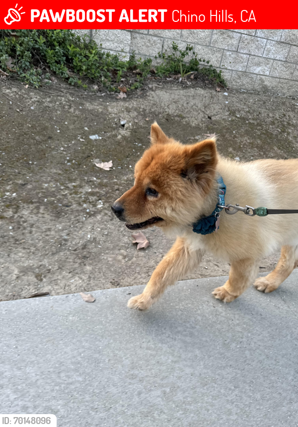 Lost Female Dog last seen Soquel Canyon fwy exit, Chino Hills, CA 91709