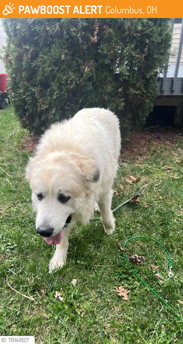 Found/Stray Male Dog last seen Blue moon& refugee, Columbus, OH 43232