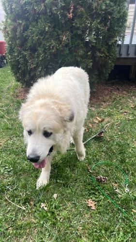 Found/Stray Male Dog last seen Blue moon& refugee, Columbus, OH 43232
