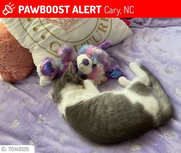 Lost Female Cat last seen Near NE Maynard Rd, Cary, NC 27513 Or 102 Willoughby ln Cary nc 27513, Cary, NC 27513