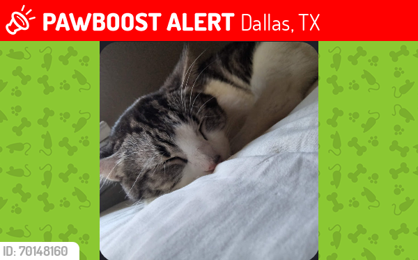 Lost Male Cat last seen Gaston avenue, Dallas, TX 75214