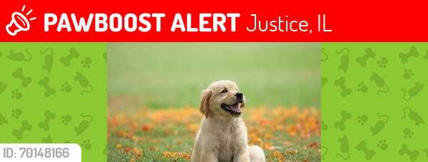 Lost Male Dog last seen Joeys red hots, Justice, IL 60458