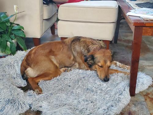 Lost Female Dog last seen Santa Anita , Lexington, KY 40516