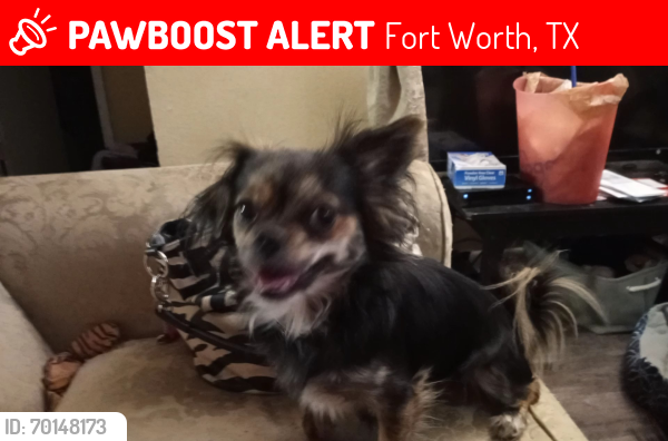 Lost Male Dog last seen Near E Felix St Fort Worth , Fort Worth, TX 76115
