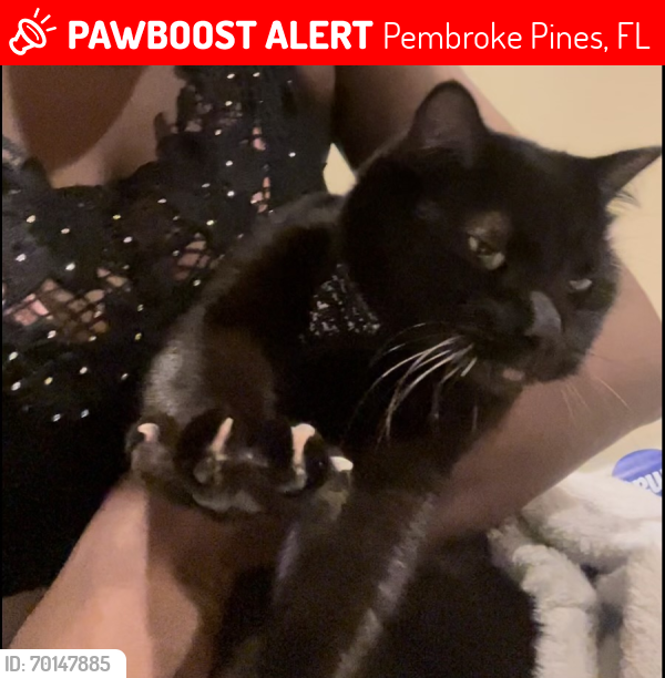 Lost Female Cat last seen Stolen from my car in Broward college parking lot, Pembroke Pines, FL 33024