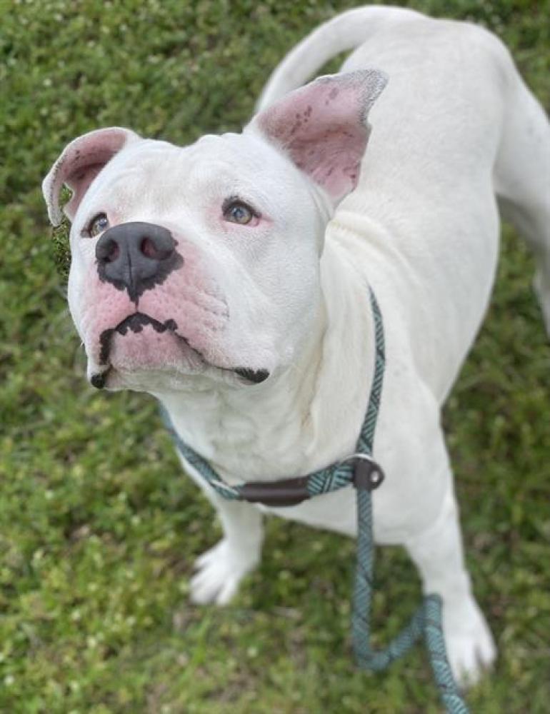 Shelter Stray Male Dog last seen Near BLOCK NW 37 ST, LAUDERDALE LAKES FL 33309, Davie, FL 33312