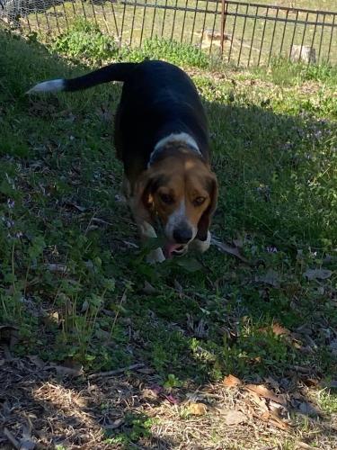 Lost Male Dog last seen Camp Mitc and chandler rd , Grayson, GA 30017