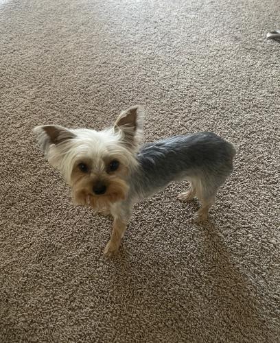 Lost Female Dog last seen Lake pleasant rd and 99th Ave , Peoria, AZ 85382