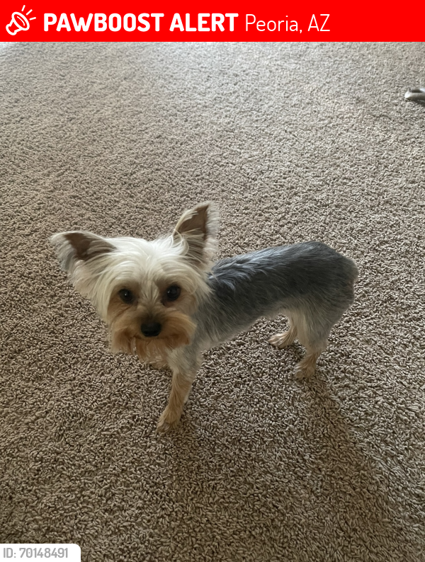 Lost Female Dog last seen Lake pleasant rd and 99th Ave , Peoria, AZ 85382