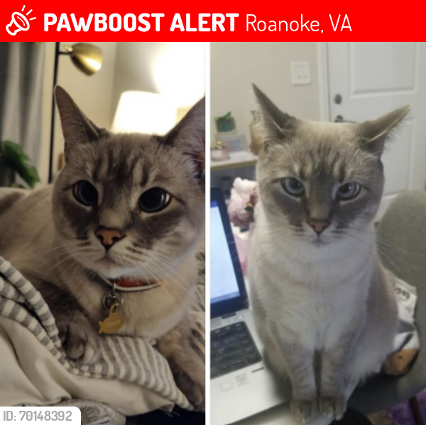 Lost Female Cat last seen Hollins Rd and Carlos Dr, Roanoke, VA 24019