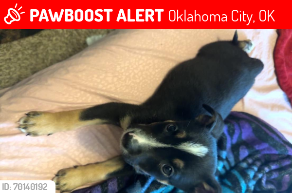 Lost Male Dog last seen N walker ave and nw 138th, Oklahoma City, OK 73114
