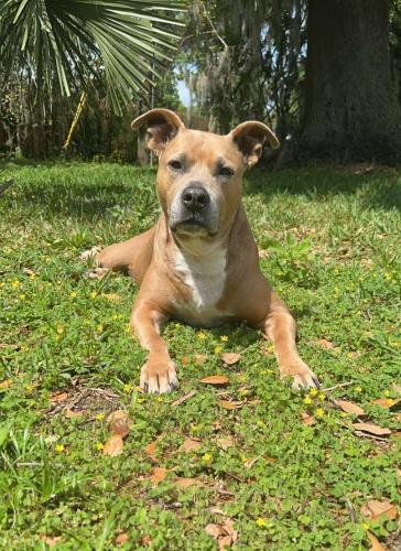 Lost Male Dog last seen Qual Hollow , Volusia County, FL 32720