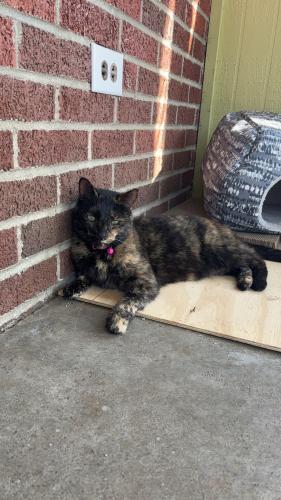 Lost Female Cat last seen Byrne and Copland , Toledo, OH 43604