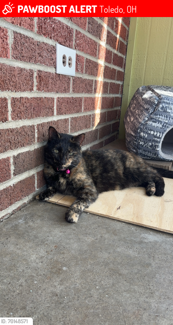 Lost Female Cat last seen Byrne and Copland , Toledo, OH 43604