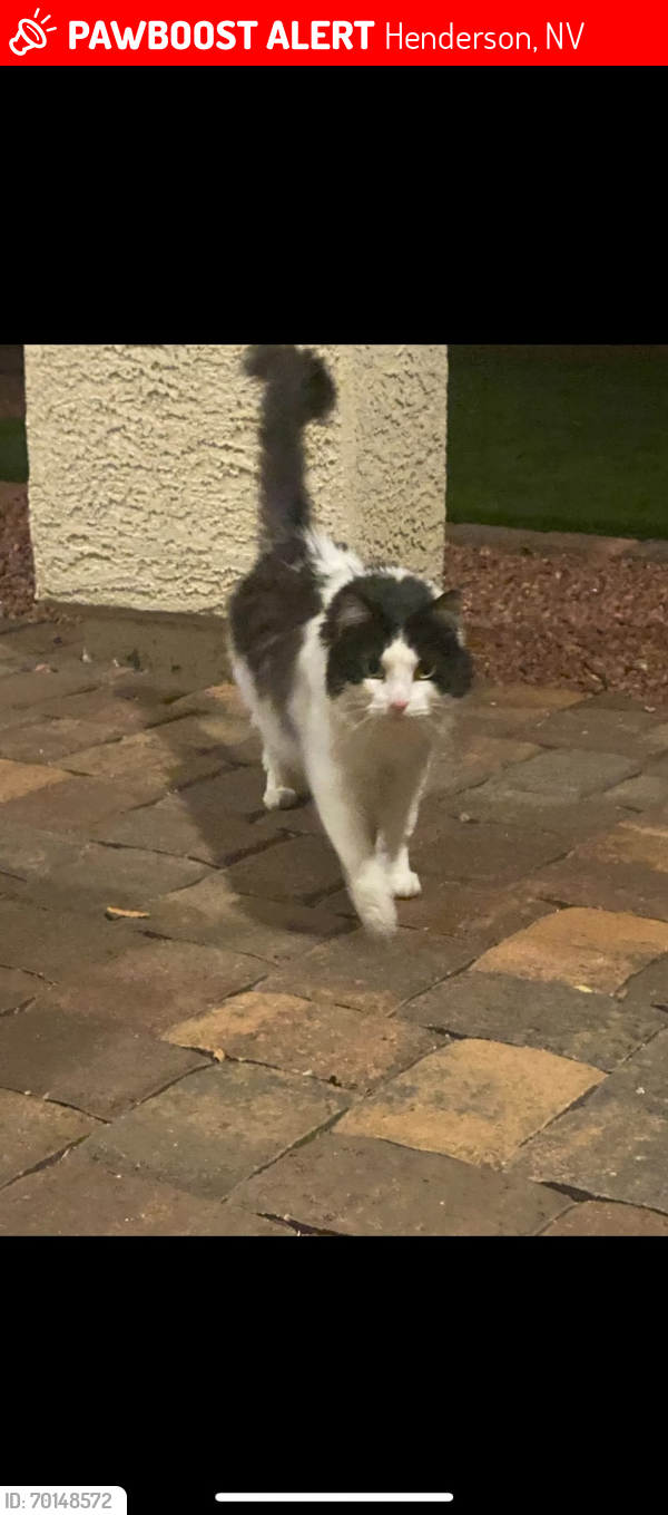 Lost Male Cat last seen Shadow Canyon Drive & Orangeburg Place, Henderson, NV 89044