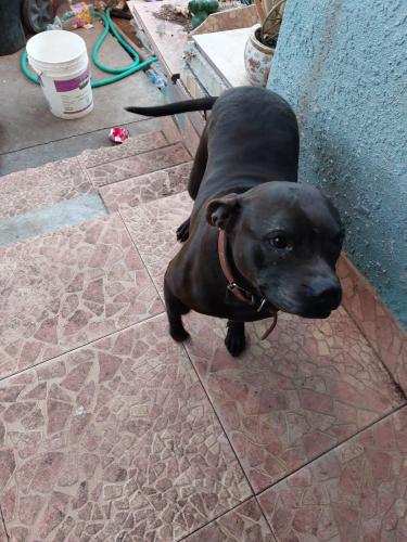 Lost Female Dog last seen 48th and central and hooper, Watts, CA 90002