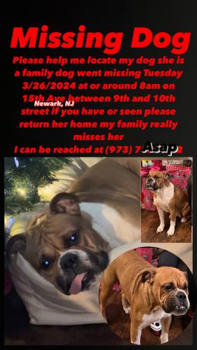 Lost Female Dog last seen 15th Ave between 9th and 10th Street, Newark, NJ 07103